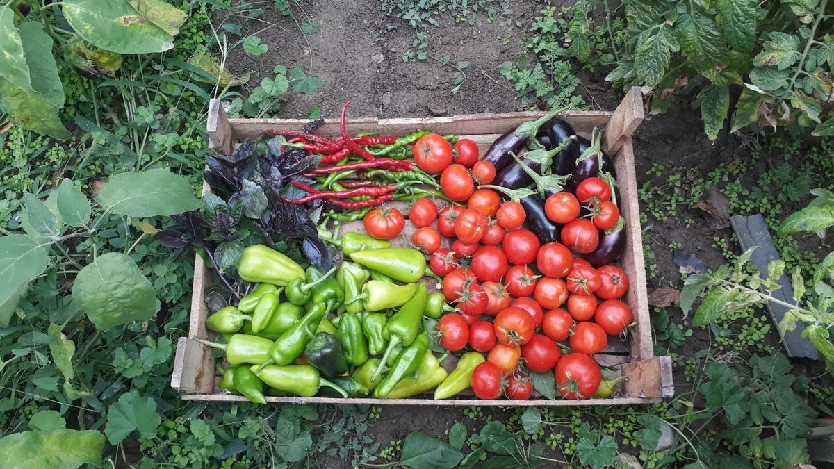 Freshly picked tomatoes, peppers, eggplants, and herbs in a wooden harvest crate
